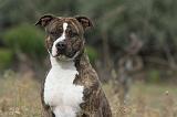 AMSTAFF  PORTRAIT 003